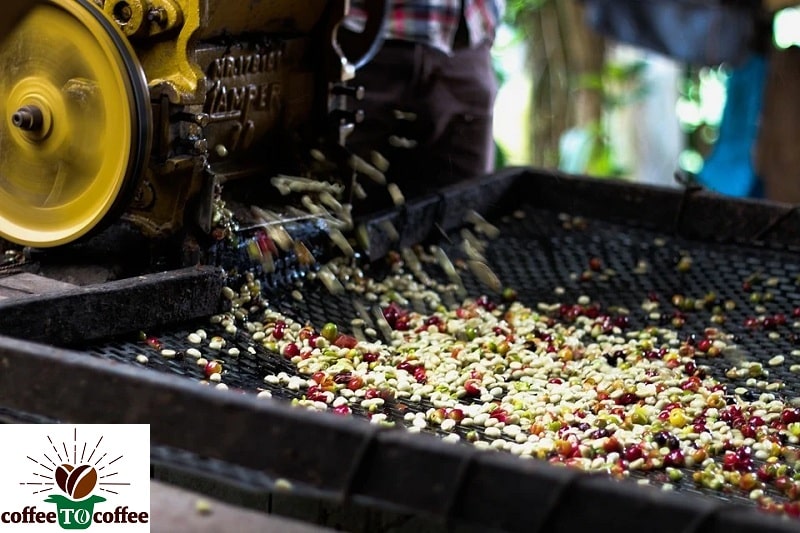 اهمیت رطوبت در فرآوری قهوه